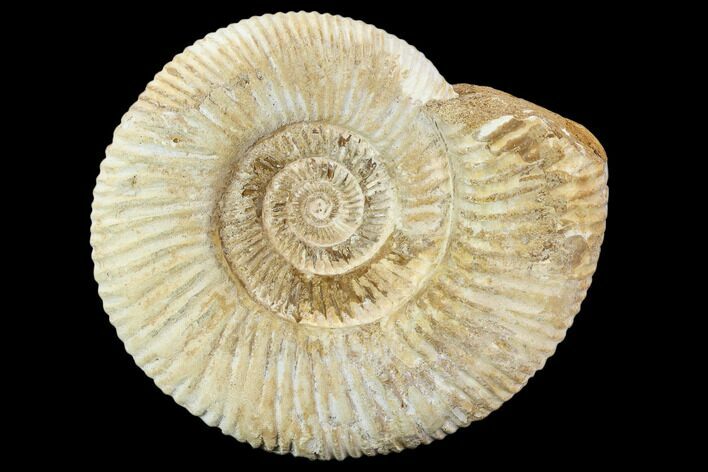 Perisphinctes Ammonite - Jurassic #108708
